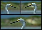 (23) egret montage.jpg    (1000x720)    426 KB                              click to see enlarged picture